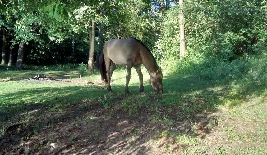 Wierzba - „Konik Polski” na wolnym wybiegu